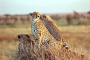 Picture 'KT1_42_34 Cheetah, Cub, Tanzania, Serengeti'
